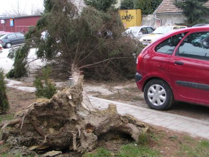 Iscupano_stablo_u_Zakmardijevoj.JPG