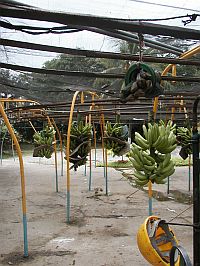 Banane.jpg