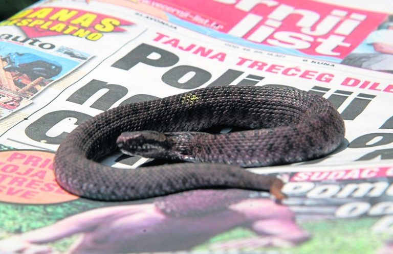 Šef križevačkog SDP-a dobio zmiju u kuverti
