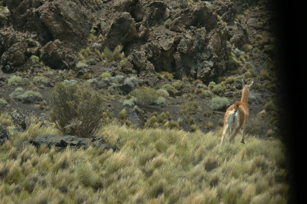 Lama