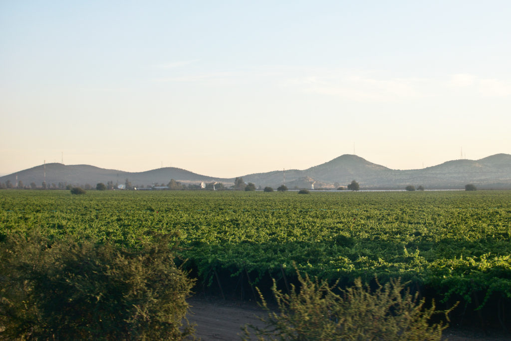Vinogradi