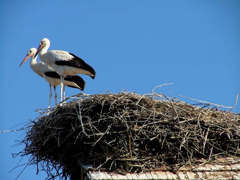 Gnijezdo bijelih roda